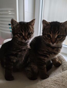 Kätzchen, Babykatzen - Villingen-Schwenningen