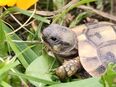 Griechische Landschildkröten, Nachzuchten 2023, Testudo hermanni boettgeri in 58239