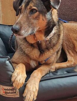 Sanfte Keeva sucht ihr Für-Immer-Zuhause - Schallodenbach