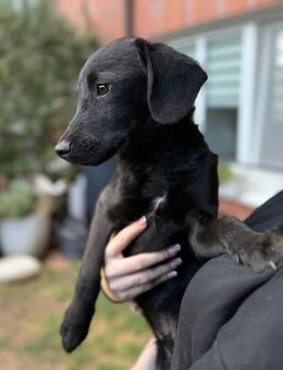 Darcy sucht sein für immer Zuhause - Freilassing