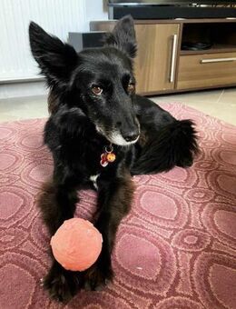 Pica, schüchterne Schönheit, ca. 9 Jahre - Vaterstetten