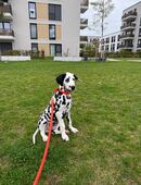 Dalmatiner Junghund in 40549