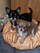 Langhaar Chihuahua Welpen in 55545