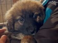 ADITI ~ winziges Hundefräulein - Duisburg