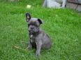 Französische Bulldoggen welpen in 06679