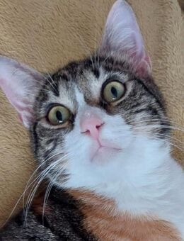 💐 Sanfte Glückskatze Randi 💐 - Eislingen (Fils)