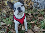 Wir suchen eine liebevolle Familie für die junger Rüde Umi - Boston Terrier - Völklingen