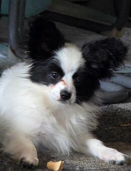 Papillon Bube sucht 4 ever Familie - Gemmingen