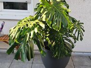 Monstera xxl - Neu Isenburg