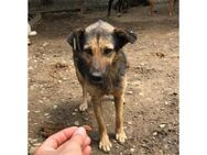 Feliza Pflegestelle oder Zuhause gesuc - Oberwies