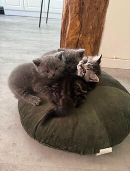 Britisch kurzhaar katze BKH - Werl Zentrum
