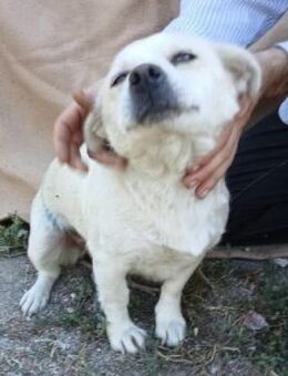 Tereza 36 cm - Alpenrod