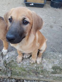 Uma sucht ein eigenes Körbchen - Celle