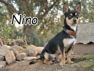 Darf Nino bei Ihnen ein Hund sein? - Essingen (Rheinland-Pfalz)