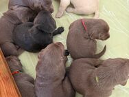 Reinrassige Labrador Welpen Showlinie - Bad Wildungen