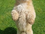 Shih Tzu LEO: katzenverträglich + lieb! - Meinerzhagen