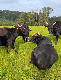 Bio 100 % Fullblood Wagyu-Herde 9 Tiere, DNA-Zertifikat, Weidehaltung - Deggenhausertal