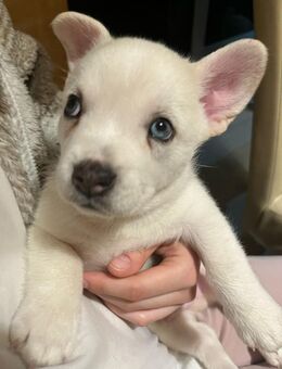 Welpen Husky mischling - Moers