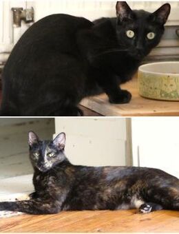 Anant und India suchen ruhiges Zuhause - Berlin