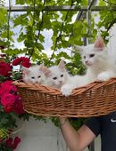 Reinrassige Meine Coon Kitten suchen liebevolles fürsorgliches Zuhause!! in 64832