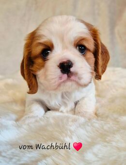 Cavalier King Charles Spaniel Welpen aus seriöser Zucht - Bad Wurzach