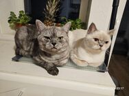 Zwei wunderschöne Katzen suchen liebevolles Zuhause (m/w) - Köln