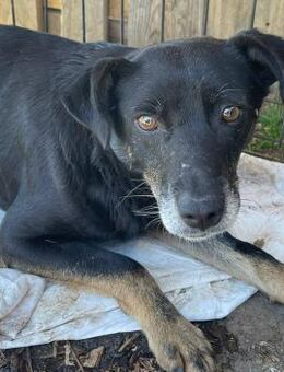 Kinapinto gibt sich langsam auf 🐾 - Elsdorf (Nordrhein-Westfalen)