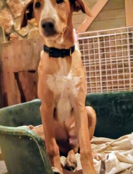 NEGRON sucht Herzensmensch 💞 - Völklingen