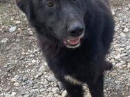 ROCK, ein perfekter Hund im XL-Format - Weiterstadt