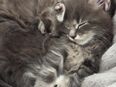 Wunderschöner Maine Coon Junge Blue Tabby in 74366