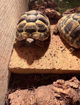 Griechische Landschildkröten - Wolfsburg