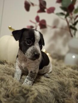 Jack Russel Welpen - Ehringshausen