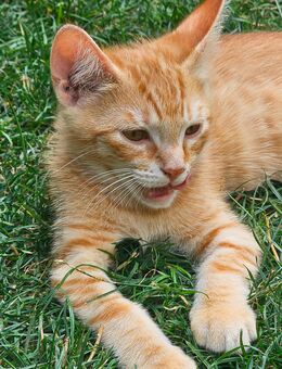 Katzenbabys - Dortmund Alt-Scharnhorst