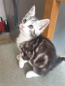 Hauskatze Kitten Katzenbabys Maine Coon Mix - Marne