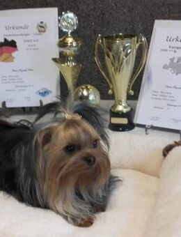 Reinrassige Yorkshire-Terrier mit Ahnentafel jetzt abgabebereit - Garrel