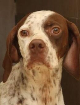 Acira, geb. ca. 04/2023, GRIECHENLAND - Euskirchen