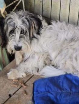 schüchterner Murphy sucht - Kallmünz