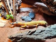 Leopardgecko Männchen/ Eublepharis macularius 1.0 - Potsdam