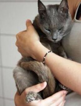 Sanfter Koby sucht Dich! - Walluf