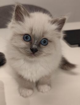 Heilige Birma Kitten geb 10.9 ein kleines Mädchen - Wittmar