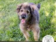 Chip 231946: Sucht ein Zuhause - Kirchzell