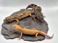 Traumhaft schöne Leopardgeckos super zahm - Jüchen