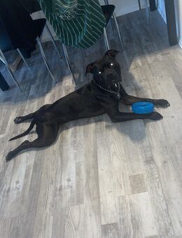Bully mix abzugeben - Offenburg