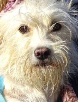 LARA 2 sucht Zuhause - Gefrees