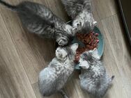 BKH kitten Mix - Hameln Zentrum