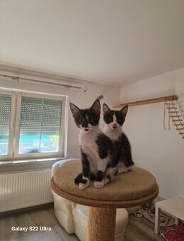 Maine Coon Mix - Rangsdorf