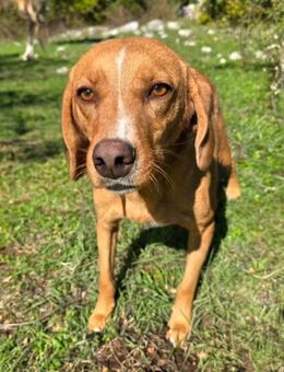 Sanfte Lala - Ellerbek