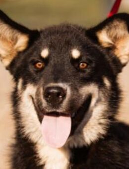Husky-Mix♥Khan♥ fit, freundlich + klug - Hamburg