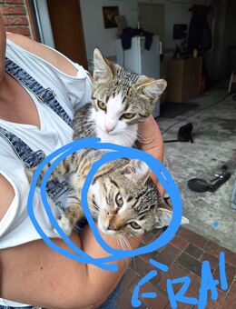 Katzen baybis - Bakum