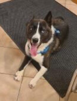 TORI - hat abgefrorene Pfoten - Augsburg